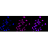 KD-Validated USP7 Rabbit mAb (20 μl)