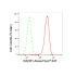 KD-Validated RAD51 Rabbit mAb (20 μl)