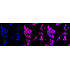 KD-Validated RAD51 Rabbit mAb (20 μl)