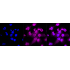 KD-Validated CASP3 Rabbit mAb (20 μl)