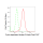 KD-Validated CDK2 Rabbit mAb (20 μl)