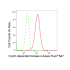 KD-Validated CDK2 Rabbit mAb (20 μl)