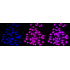 KD-Validated CDK2 Rabbit mAb (20 μl)