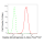 KD-Validated MDH2 Rabbit mAb (20 μl)