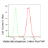 KD-Validated MDH2 Rabbit mAb (20 μl)
