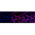 KD-Validated MDH2 Rabbit mAb (20 μl)