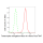 KD-Validated TCEA1 Rabbit mAb (20 μl)