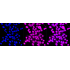 KD-Validated TCEA1 Rabbit mAb (20 μl)