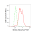 KD-Validated CDC42 Rabbit mAb (20 μl)
