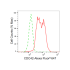 KD-Validated CDC42 Rabbit mAb (20 μl)