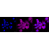 KD-Validated CDC42 Rabbit mAb (20 μl)