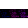 KD-Validated STUB1 Rabbit mAb (20 μl)