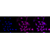 KD-Validated STUB1 Rabbit mAb (20 μl)