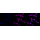 KD-Validated CPS1 Rabbit mAb (20 μl)
