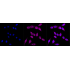 KD-Validated CPS1 Rabbit mAb (20 μl)