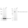 KD-Validated CPS1 Rabbit mAb (20 μl)