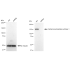 KD-Validated CPS1 Rabbit mAb (20 μl)