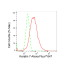KD-Validated K7 Rabbit mAb (20 μl)