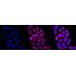 KD-Validated K7 Rabbit mAb (20 μl)