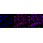 KD-Validated AdSS 2 Rabbit mAb (20 μl)