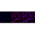 KD-Validated AdSS 2 Rabbit mAb (20 μl)