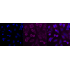 KD-Validated PPP3CA Rabbit mAb (20 μl)