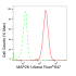 KD-Validated MAP2K1 Rabbit mAb (20 μl)