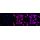 KD-Validated MAP2K1 Rabbit mAb (20 μl)