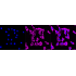 KD-Validated MAP2K1 Rabbit mAb (20 μl)