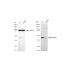 KD-Validated MAP2K1 Rabbit mAb (20 μl)