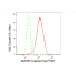 KD-Validated MAP2K1 Rabbit mAb (20 μl)