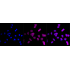 KD-Validated MAP2K1 Rabbit mAb (20 μl)
