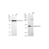 KD-Validated MAP2K1 Rabbit mAb (20 μl)