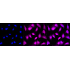 KD-Validated MAP2K3 Rabbit mAb (20 μl)