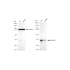 KD-Validated MAP2K3 Rabbit mAb (20 μl)