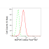 KD-Validated MAP3K7 Rabbit mAb (20 μl)