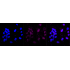 KD-Validated MAP3K7 Rabbit mAb (20 μl)