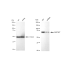 KD-Validated MAP3K7 Rabbit mAb (20 μl)