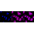 KD-Validated PAK2 Rabbit mAb (20 μl)
