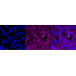 KD-Validated PXN Rabbit mAb (20 μl)