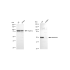 KD-Validated SMARCE1 Rabbit mAb (20 μl)