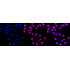 KD-Validated CHD-4 Rabbit mAb (20 μl)
