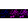 KD-Validated CHMP2B Rabbit mAb (20 μl)