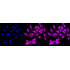 KD-Validated CHMP2B Rabbit mAb (20 μl)
