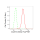 KD-Validated CC2D1A Rabbit mAb (20 μl)