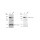 KD-Validated CC2D1A Rabbit mAb (20 μl)