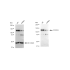 KD-Validated CC2D1A Rabbit mAb (20 μl)