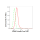 KD-Validated CIRBP Rabbit mAb (20 μl)