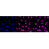 KD-Validated CIRBP Rabbit mAb (20 μl)
