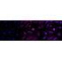 KD-Validated AP2S1 Rabbit mAb (20 μl)